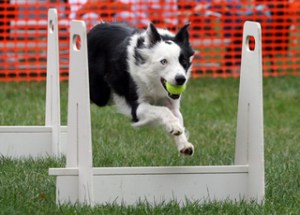 Flyball