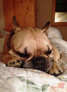 Jasper beim Entspannen